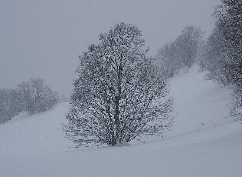 Bel arbre : Au retour, de beaux arbres enneigés