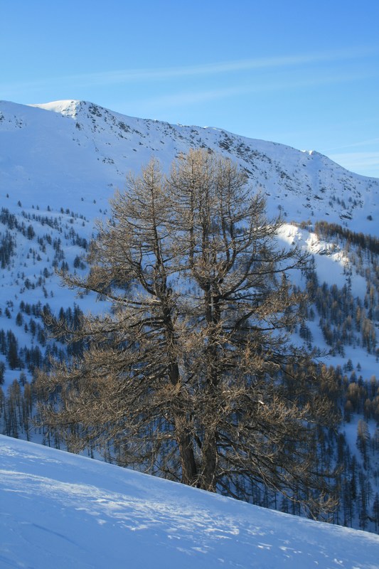 Mélèze: : roi des Hautes-Alpes.