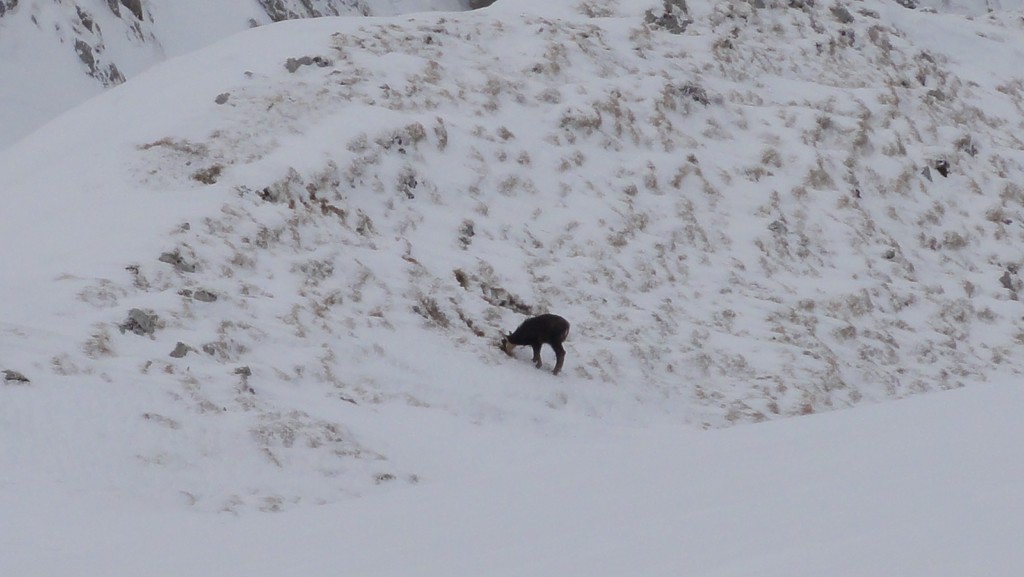 Chamois : au col de Rossanaz en train de gratter le sol