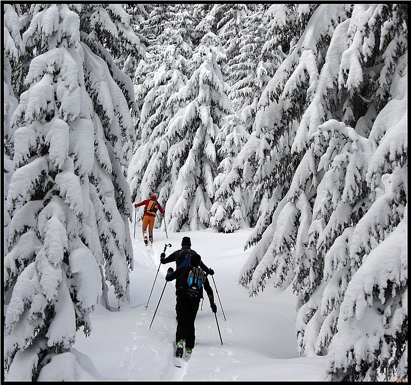 Ambiance Grand Nord : Le trio de tête trace dans les sapins