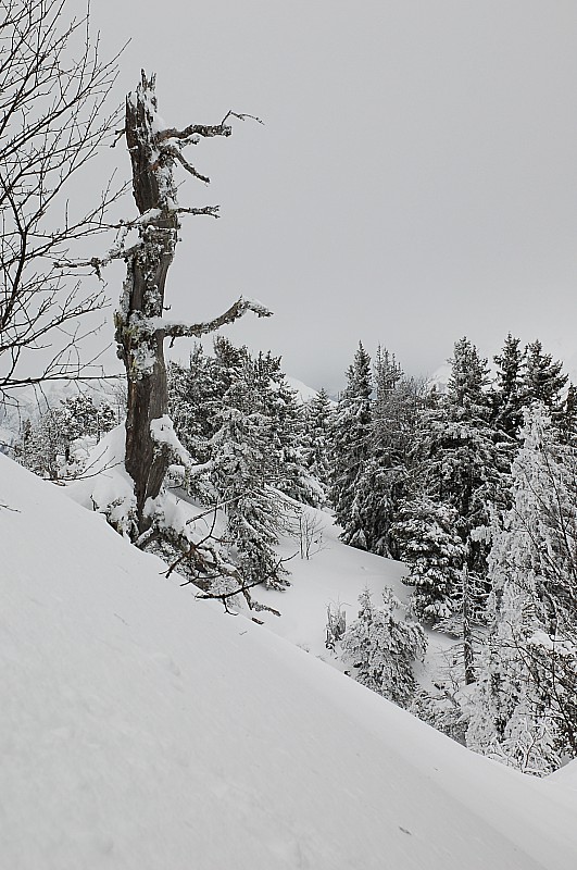 la crête somnitale : Les arbres n'ont pas la vie facile.