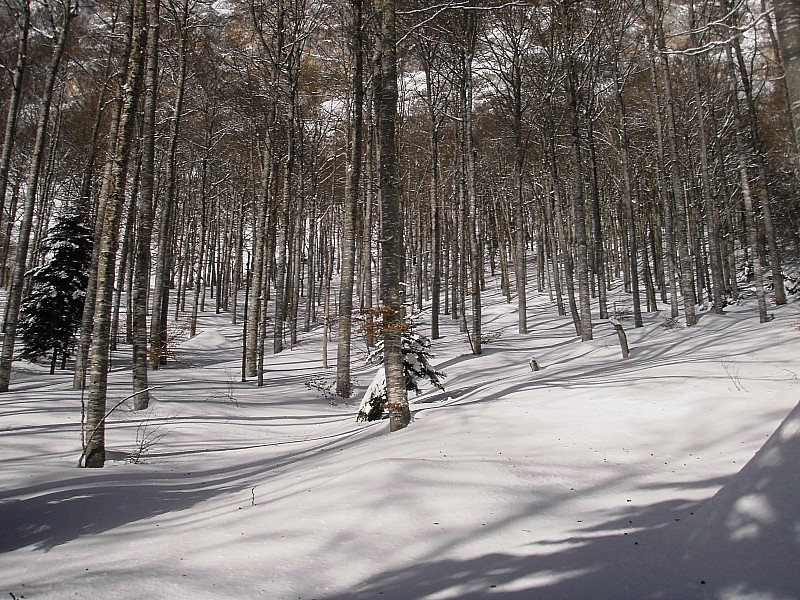 la foret sous le couloir : bon a skier.