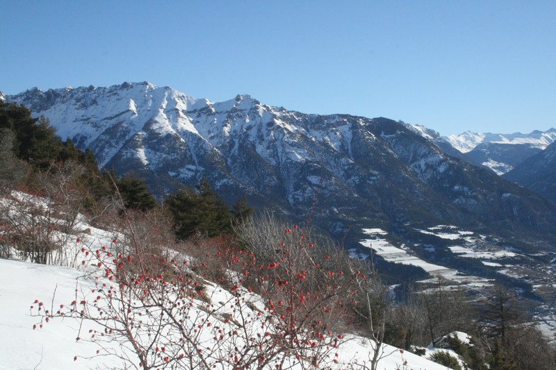 Crête Catinat : il est encore temps pour la confiture de cynorhodon!