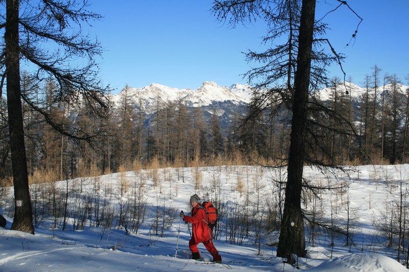 Dans le mélézin : un peu de poudre.