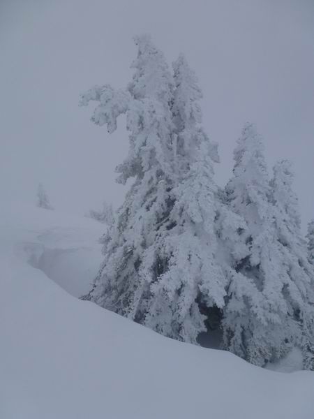 Sapin : ... sapin et neige de cinéma