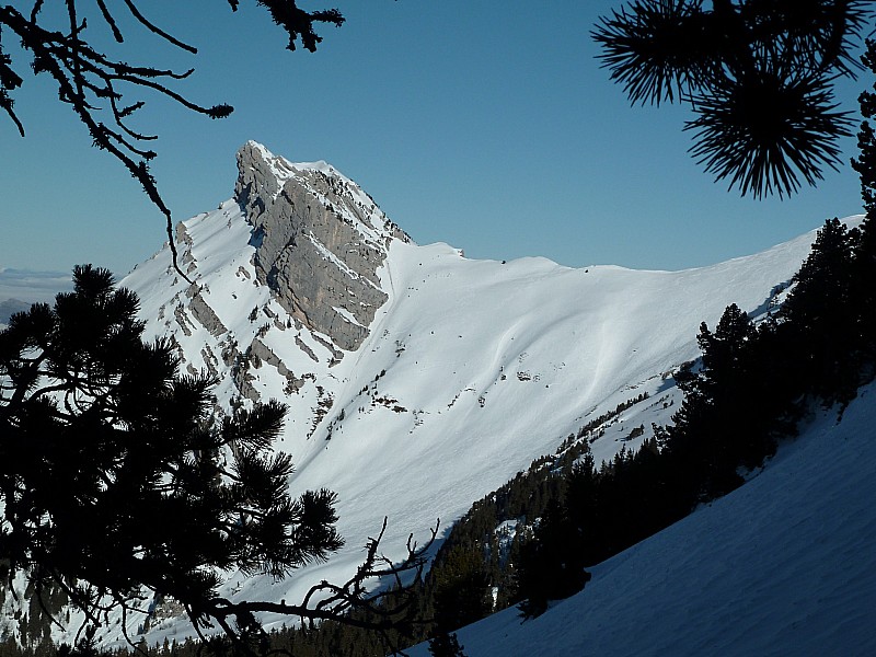 A travers les pins : Les belles lances