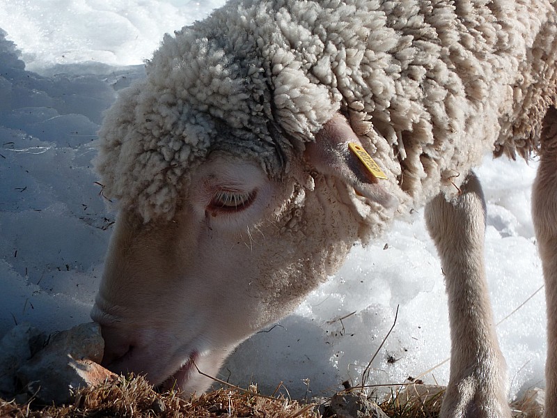 Les moutons : toujours là, ils font désormais partie du décor !