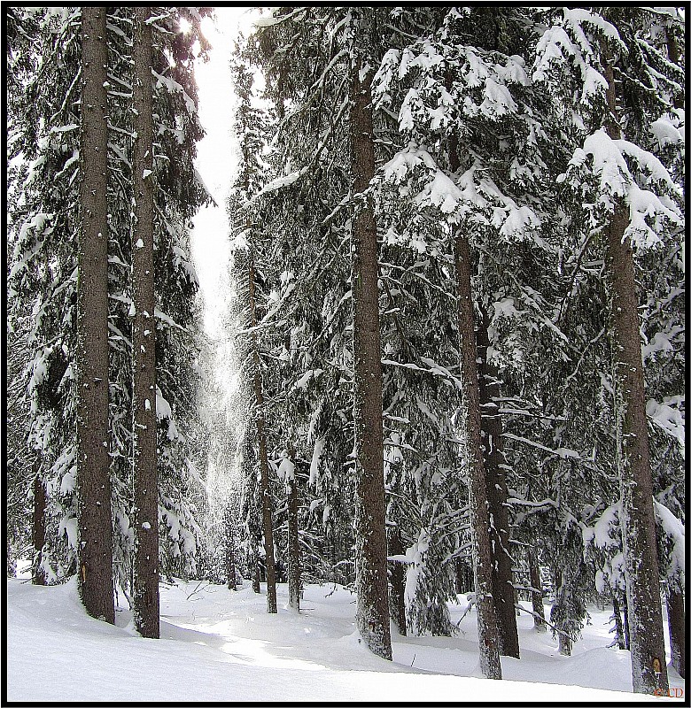La neige coule des branches : Dans la forêt des Brulats
