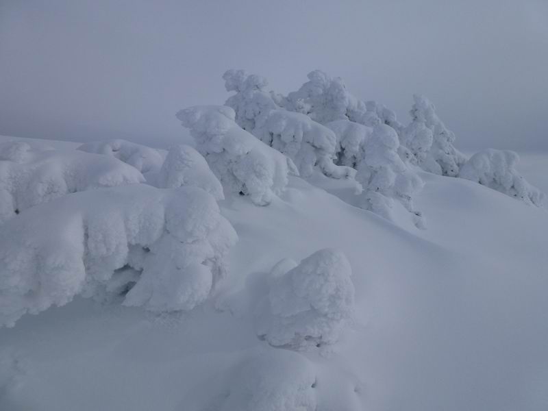 Sous Dine : Les pauvres sapins de Sous Dine. Tous les ans c'est pareil !!