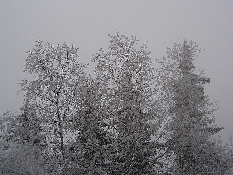 Du brouillard, du givre : Feuillus sur conifères