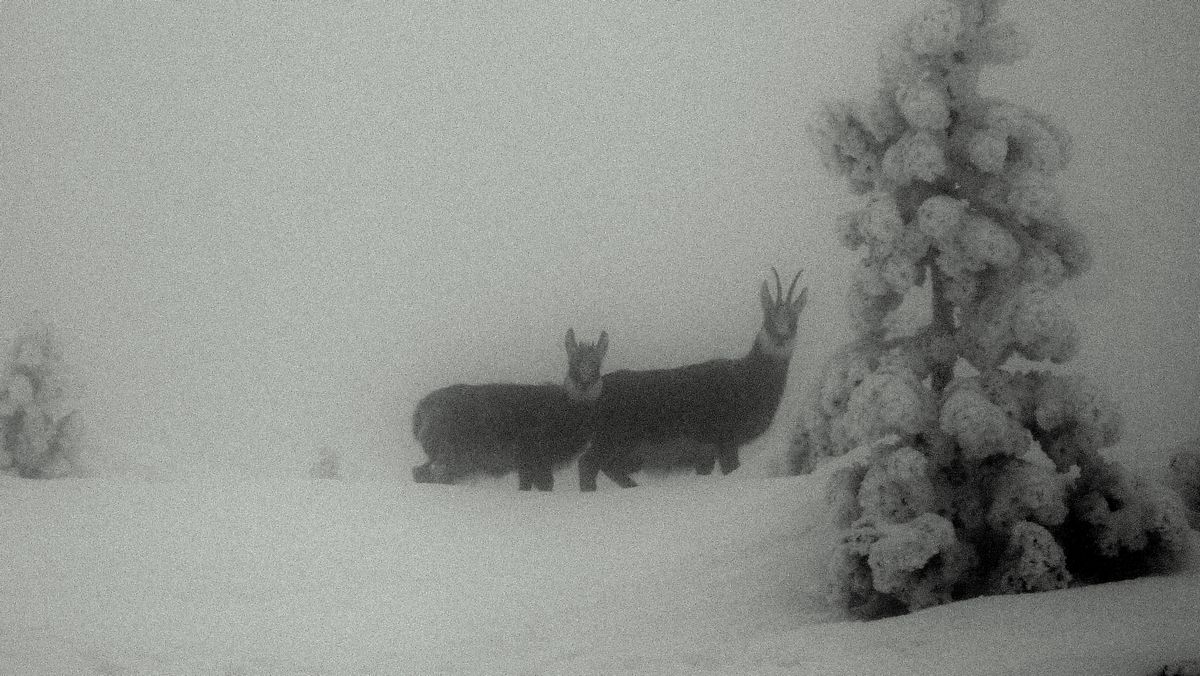Mateurs à fourrure : je les avais pas vu avec le brouillard !
une mere et son petit ??