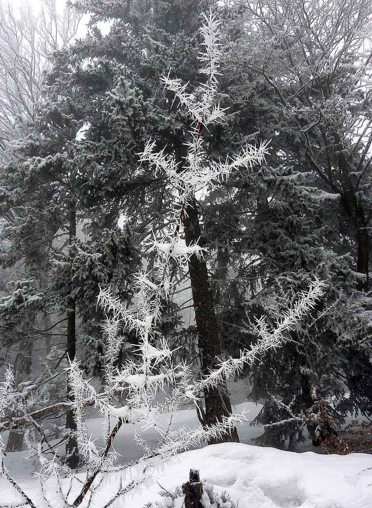Epines : aiguilles de givre