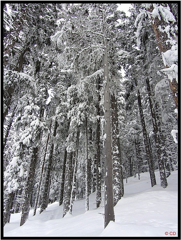 Forêt d'épicéas : Ambiance grand froid