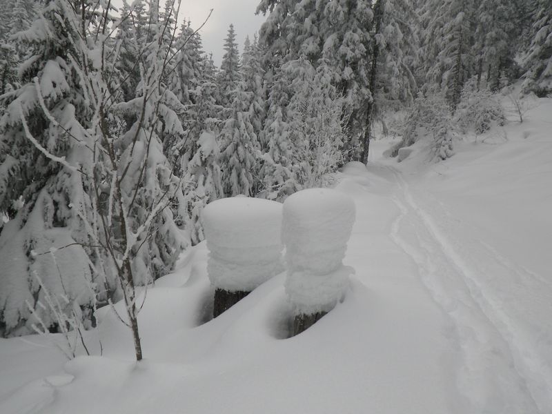les troncs et la neige : Une belle épaisseur ... et de colonnes innatendues !