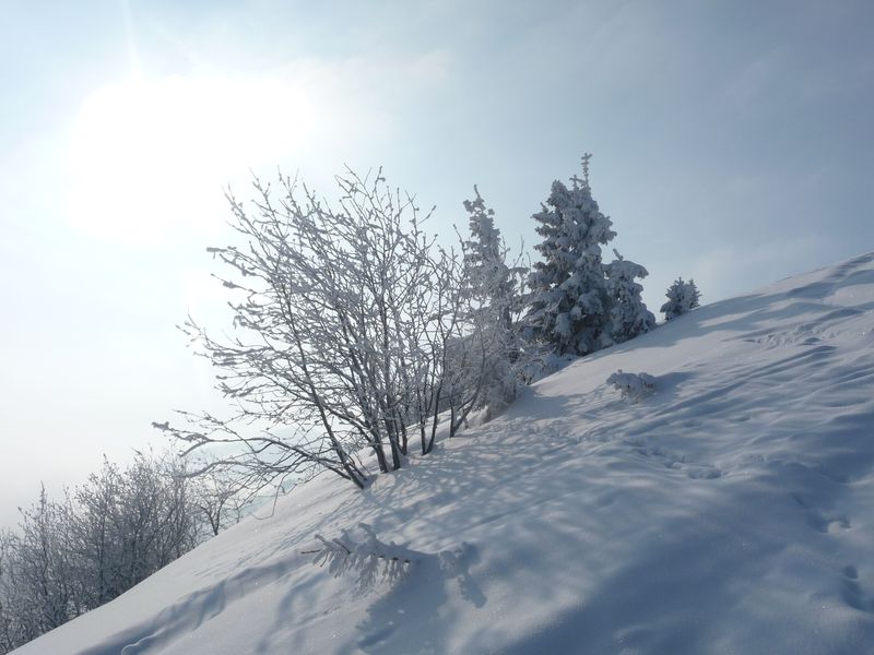 Neige : et soleil sur les buissons des alpages