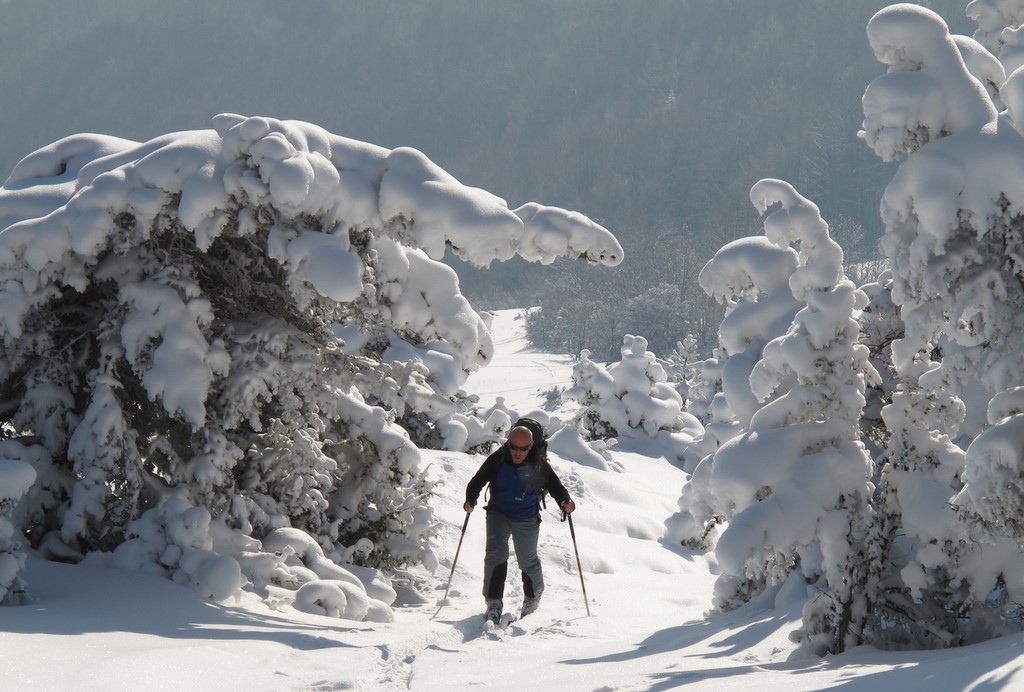 Les arbres s'inclinent... : ...sur notre passage !