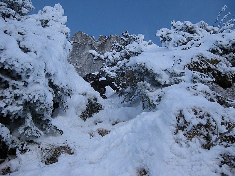 Goulotte dans les sapins.