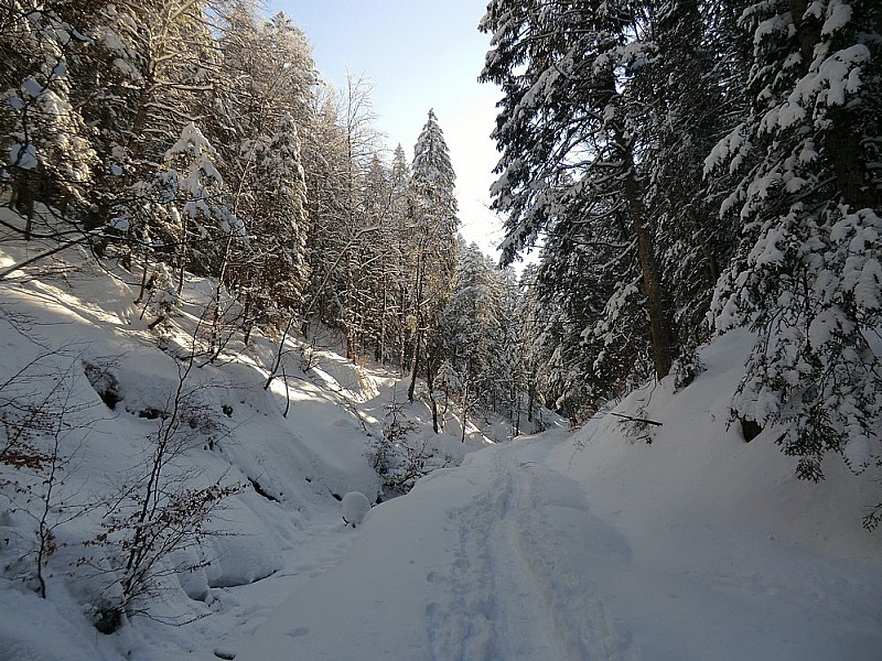 remontée à la voiture par la forêt paisible