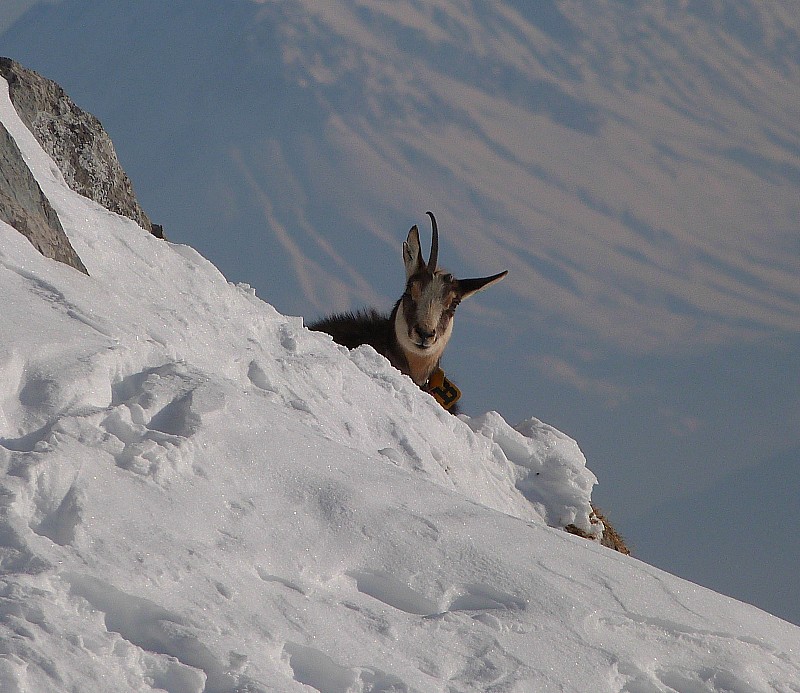 Chamois mono-corne : Chamois curieux...