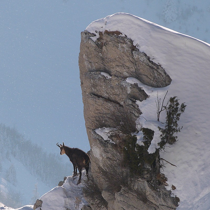Chamois bicorne... : en surveillance