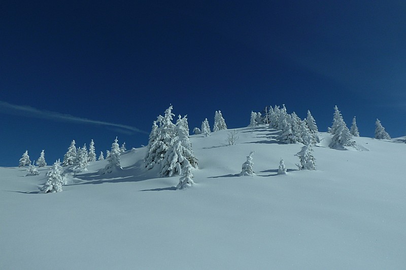 Vers le col d'Armène : derniers arbres