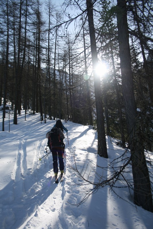 Dans la forêt : quelques instants de soleil pour se réchauffer.