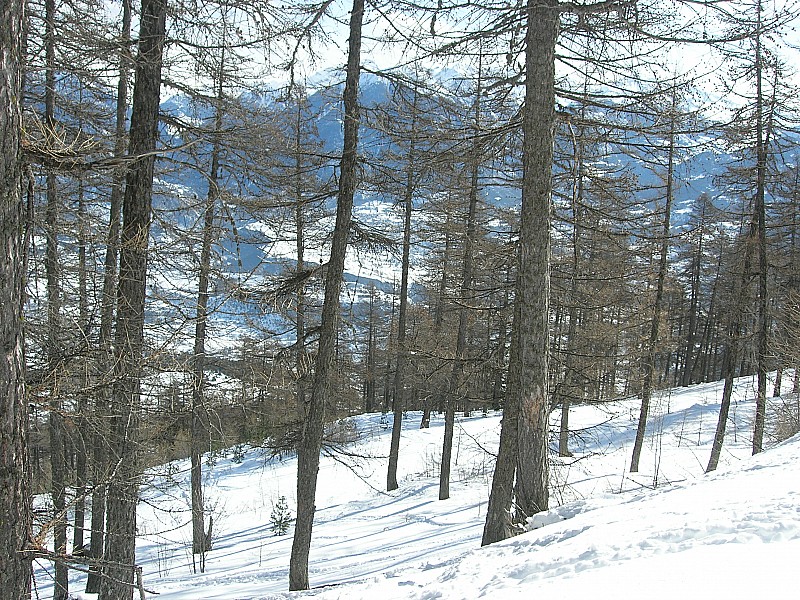 tête de Fouran : état de la forêt