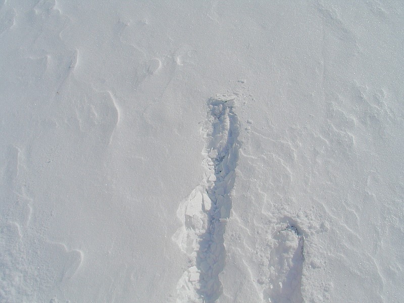 Vallée de Planés : adret sous neige .
