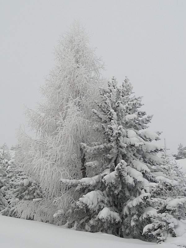 Hivernal : Les arbres affrontent l'hiver
