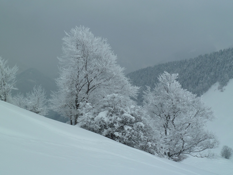 Arbre : La neige ne fond pas