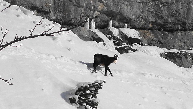 Chamois : même pas peur au dessus des falaises