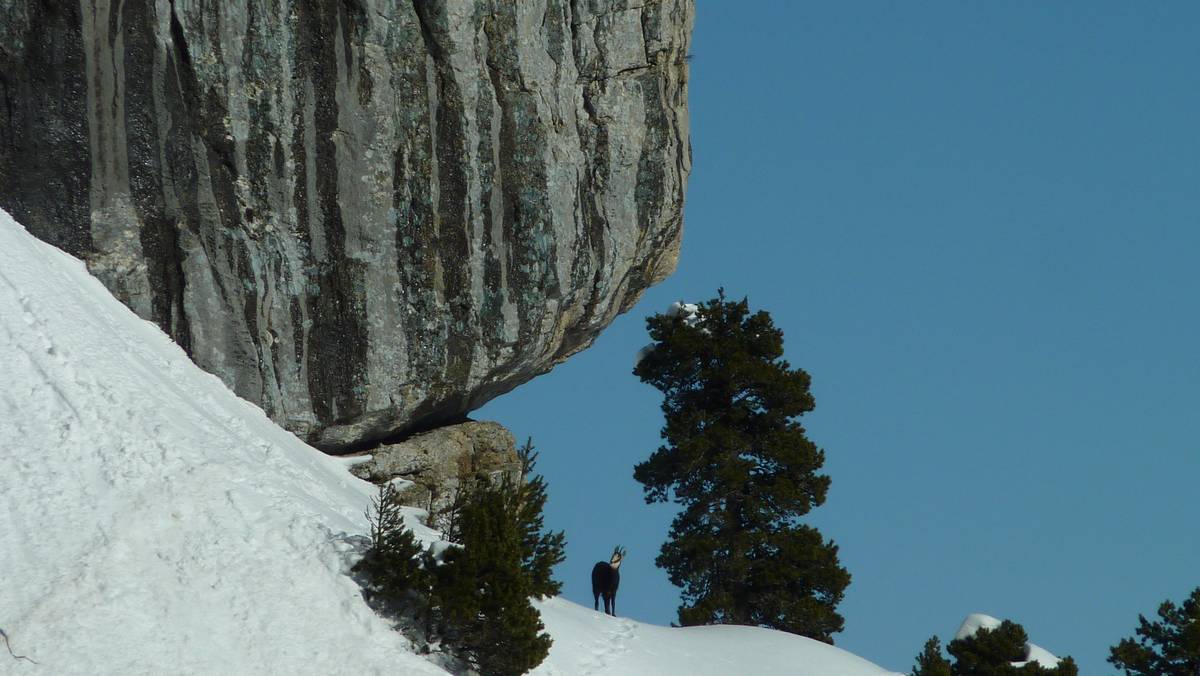 Chamois solitaire : ses petits copains sont pas loin !
