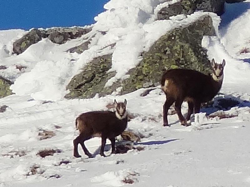 Sommet : 2 chamois qui nous regardent en se chauffant au soleil couchant