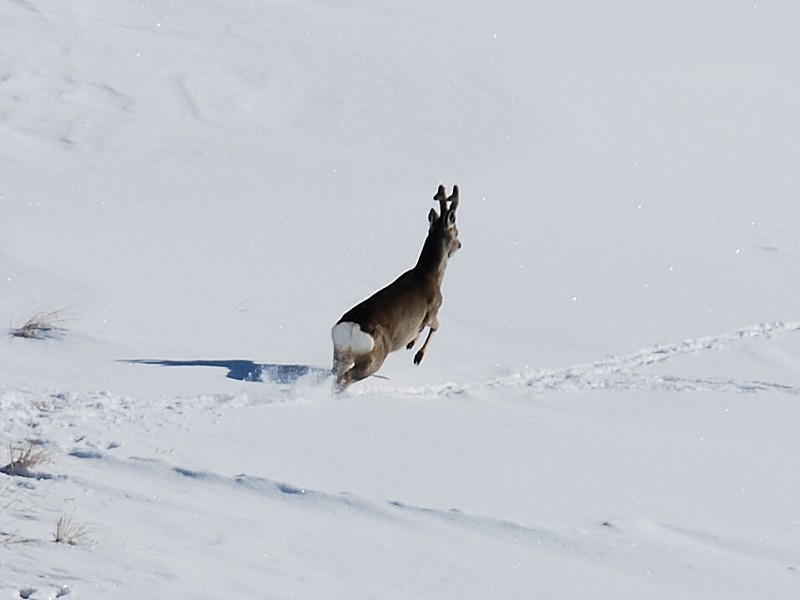 chevreuil : Un chevreuil a cette altitude avec toute cette neige et qui va faire d'énormes efforts pour s'enfuir.