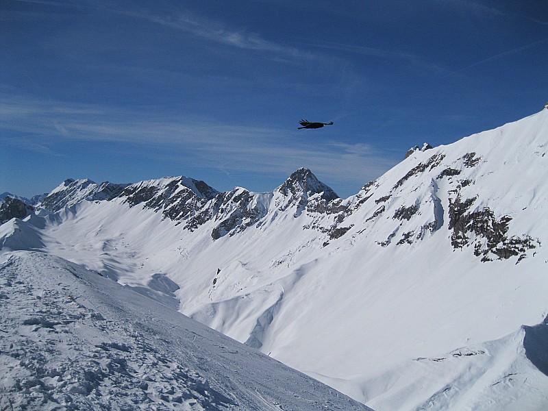 du côté des Aravis : j'avais pas prévu le chocard