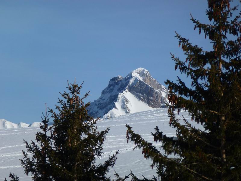 Sur Cou : La Pointe Blanche pointe entre les sapins