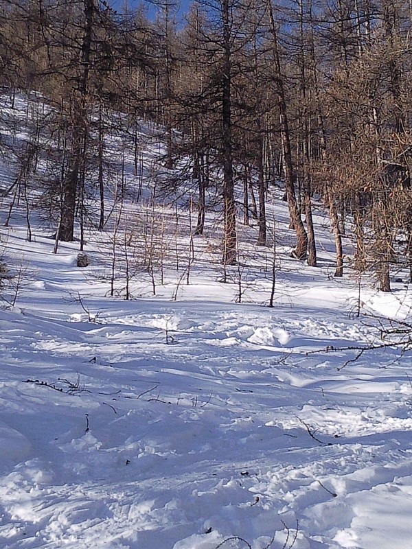 les premiers lacets : C'est dans le bas et dans les bois qu'on trouvera la meilleure neige.
