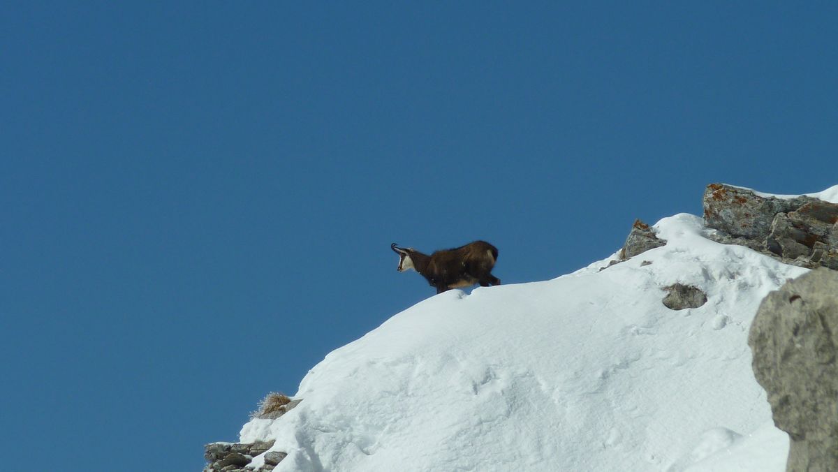 Vigile : celui ci monte la garde !!