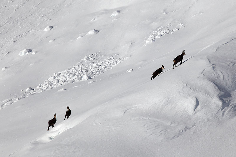 chamois3 : nous ne croiserons personne d'autre ...