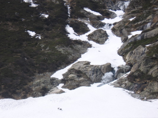 les chamois des étançons : acceuil par des chamois , a la fin de la descente , en contre bas du refuge du chatelleret