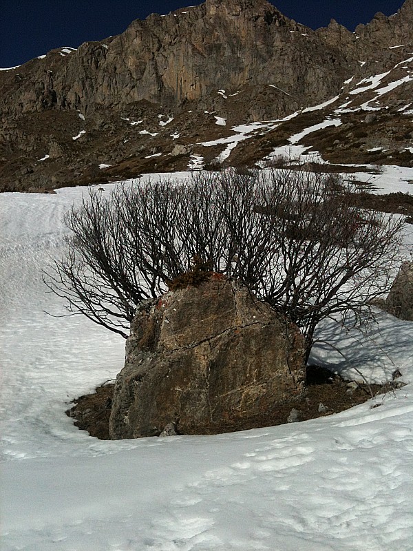 arbre et roche : la nature s'entraide...