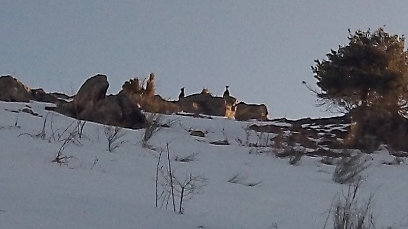 #1 Je suis épié : Deux jeunes ? mouflons au dessus du rocher d Je suis épié : Deux jeunes ? mouflons au dessus du rocher d'escalade.
(Il sont cinq)