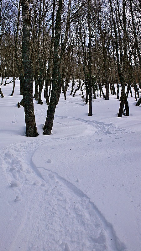 Foret de feuillu : Après les Mélèzes queyrassiens de la semaine dernière, les forêt de boulot pyrénéenne n'a pas à rougir... c'est BON.....