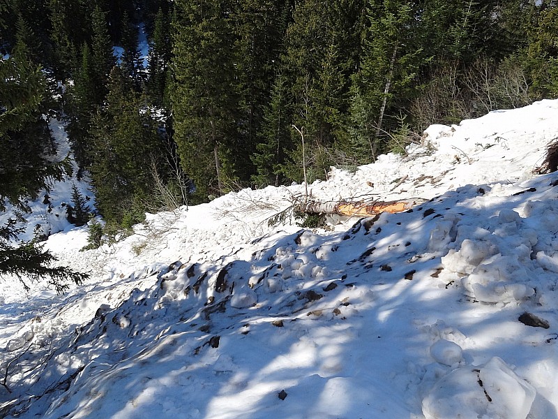 avalanche de fonte : Couloir de la Chaille. Grosse avalanche, avec beaucoup de casse d'arbres.