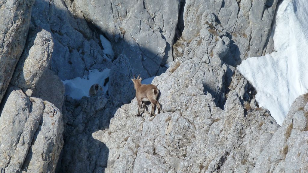 Quadripède : En pente raide