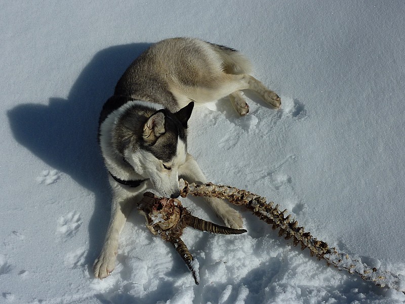 âmes sensibles s'abstenir! : Petit-déj' de Niouk... Au menu: bouquetin (mort dans une coulée depuis qq temps déjà vu l'état!)