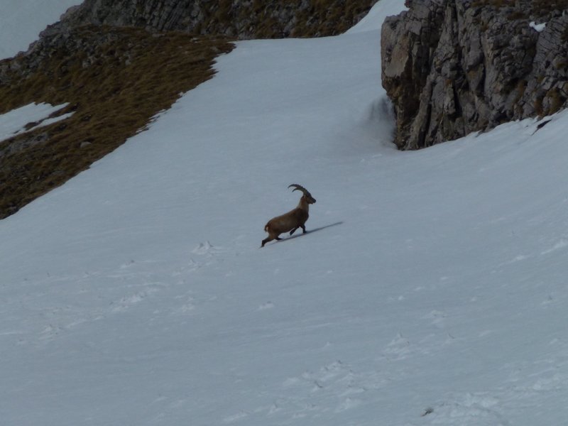 Couloir SW : Bouquetin