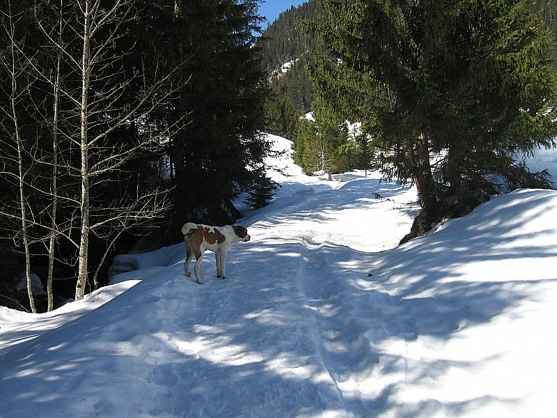 Montée : Montée par le semain d'été a coté les chalets de chevenne