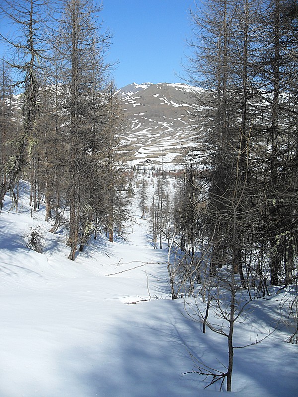 Cime de la Charvie : Sortie de la forêt.