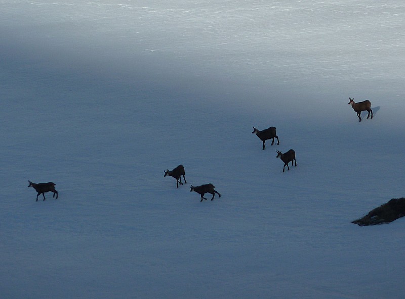 Chamois : attendant un créneau pour traverser la trace